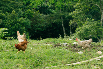 Free-Range Hens Foraging in Lush Colombian Greenery