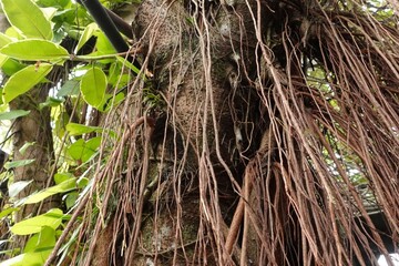 Close up of old tree roots hanging down the trunk.