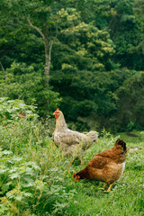 Brown Hen Amidst Verdant Tropical Undergrowth
