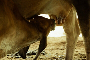 Tender Moment: Calf Nursing Mother Cow
