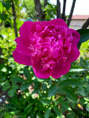 Chinese Peony Pink 01