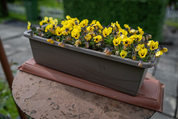 Fototapete bei efototapeten.de bestellen   