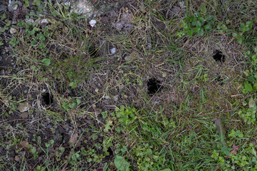Holes in the soil of a lawn, possibly made by a mouse or a mole. 
