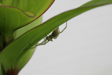 Spider Under Leaf 02