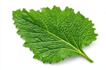 Fototapeta premium Top view of a shadow free horseradish leaf on a white background with clipping paths