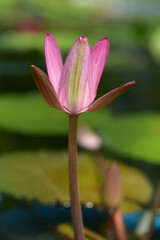 ピンクのスイレン