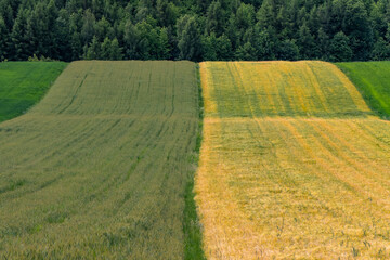 Top view of contrasting green and golden crop fields with forest in the background. Symmetrical rural landscape showing stages of growth and seasonal transition in agriculture