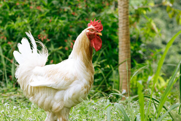 Vibrant Rooster on a Colombian Farm
