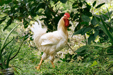 Proud Rooster in Tropical Garden
