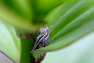 Spider Leaf Abstract 04
