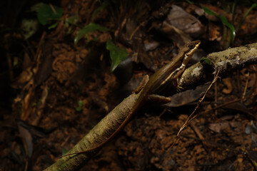 A stream anole (Anolis oxylophus) perched on a branch above a steam at night in its natural environment