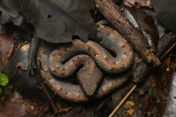 A top-down view of a hognose pit viper (Porthidium nasutum) camouflaging into the forest floor. 