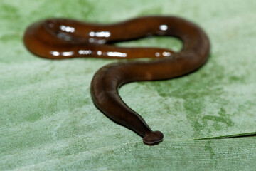 Javan hammerhead worm (Bipalium javanum), also known as the hammerhead flatworm, is a predatory...