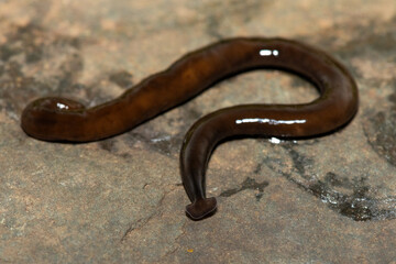 Javan hammerhead worm (Bipalium javanum), also known as the hammerhead flatworm, is a predatory...