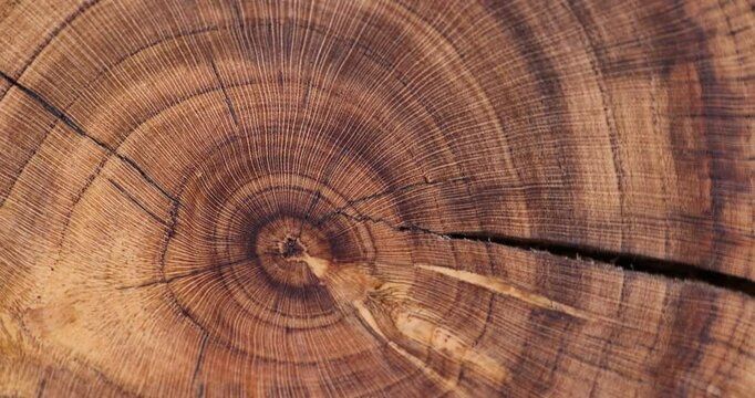 rings of a walnut trunk polished for the manufacture of interior details, processed beautiful walnut wood used for the manufacture of objects