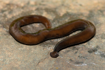 Javan hammerhead worm (Bipalium javanum), also known as the hammerhead flatworm, is a predatory land planarian, which feeds on earthworms