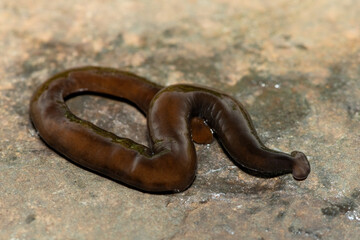 Javan hammerhead worm (Bipalium javanum), also known as the hammerhead flatworm, is a predatory...