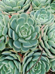succulent plant background