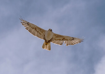 An adult Ferruginous hawk in-gFligh