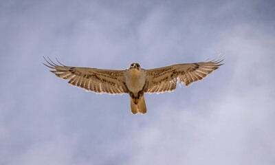 An adult Ferruginous hawk in-gFligh