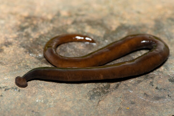 Javan hammerhead worm (Bipalium javanum), also known as the hammerhead flatworm, is a predatory...