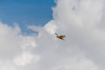 An adult Ferruginous hawk in-gFligh