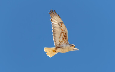 An adult Ferruginous hawk in-gFligh