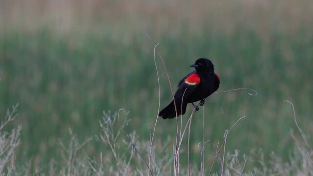 Male Red-winged Blackbird with bright epaulets sings and chirps in a marsh, with sound, part 3 of 3