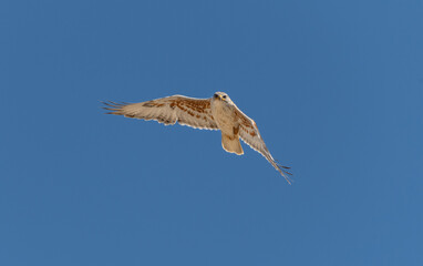 An adult Ferruginous hawk in-gFligh