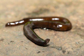 Javan hammerhead worm (Bipalium javanum), also known as the hammerhead flatworm, is a predatory...