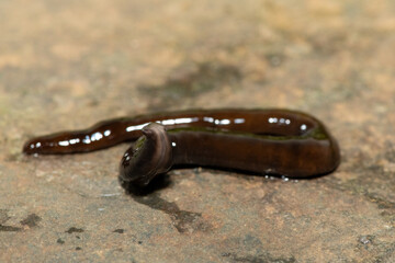 Javan hammerhead worm (Bipalium javanum), also known as the hammerhead flatworm, is a predatory land planarian, which feeds on earthworms