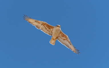 An adult Ferruginous hawk in-gFligh