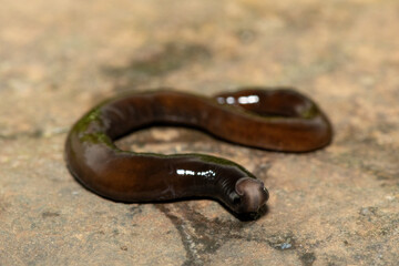 Javan hammerhead worm (Bipalium javanum), also known as the hammerhead flatworm, is a predatory land planarian, which feeds on earthworms