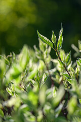 Beautiful green leaves with a whitish edge on the decorative shrub Cornus alba. 