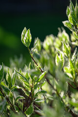Beautiful green leaves with a whitish edge on the decorative shrub Cornus alba. 