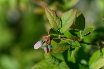 Whitish flowers of the shrub blueberry on a twig with green leaves. 
