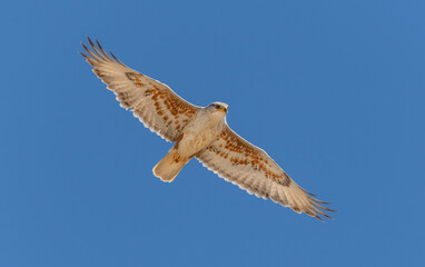 An adult Ferruginous hawk in-gFligh