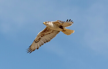 An adult Ferruginous hawk in-gFligh
