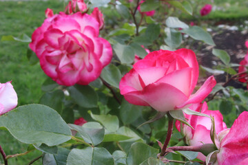 Nicole Rose Flower Pair 02