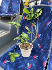 A vibrant potted plant placed on a bus seat amidst an urban journey of commuters