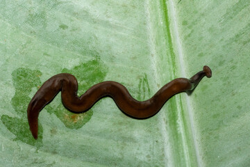 Javan hammerhead worm (Bipalium javanum), also known as the hammerhead flatworm, is a predatory...