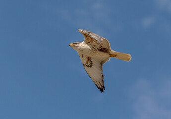 An adult Ferruginous hawk in-gFligh