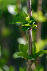 Fresh green new leaves on a hydrangea twig. 
