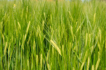 Golden wheat stalks rise amidst lush green foliage under blue sky, captured in a rural area during...
