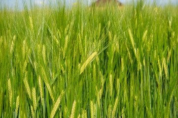 Lush green wheat stalks rise tall, swaying softly with the wind beneath the clear blue sky in a...