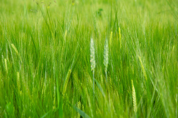 Vibrant wheat field filled with tall green stalks swaying in the wind on a sunny afternoon in summer season