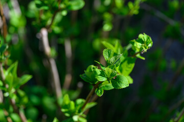 Fresh green new leaves on a hydrangea twig. 
