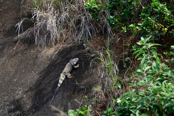 An iguana climbing rocks. 