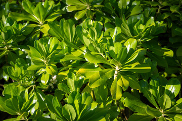 A green plant. Close up macro shot. 