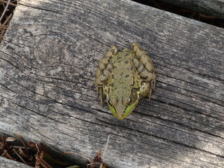 Top view of a frog on a log - Vue de dessus d'une grenouille sur un rondin de bois